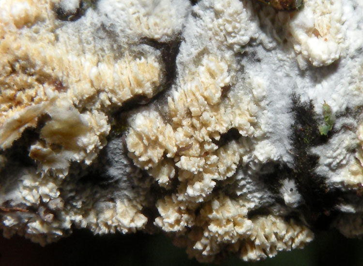 Il solito pasticcione....(Schizopora paradoxa)